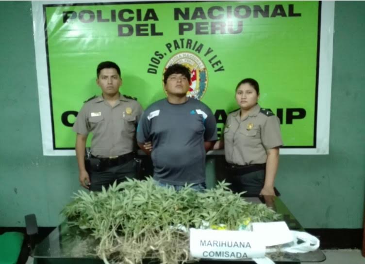 Chimbote: Policía halla más 100 plantones de marihuana en casa de sujeto intervenido por robo
