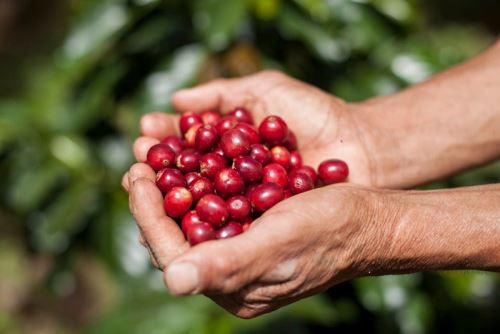 El 94% de productores orgánicos pertenecen a la agricultura familiar 