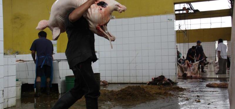 En junio vence plazo para que camal sea adecuado a normas vigentes