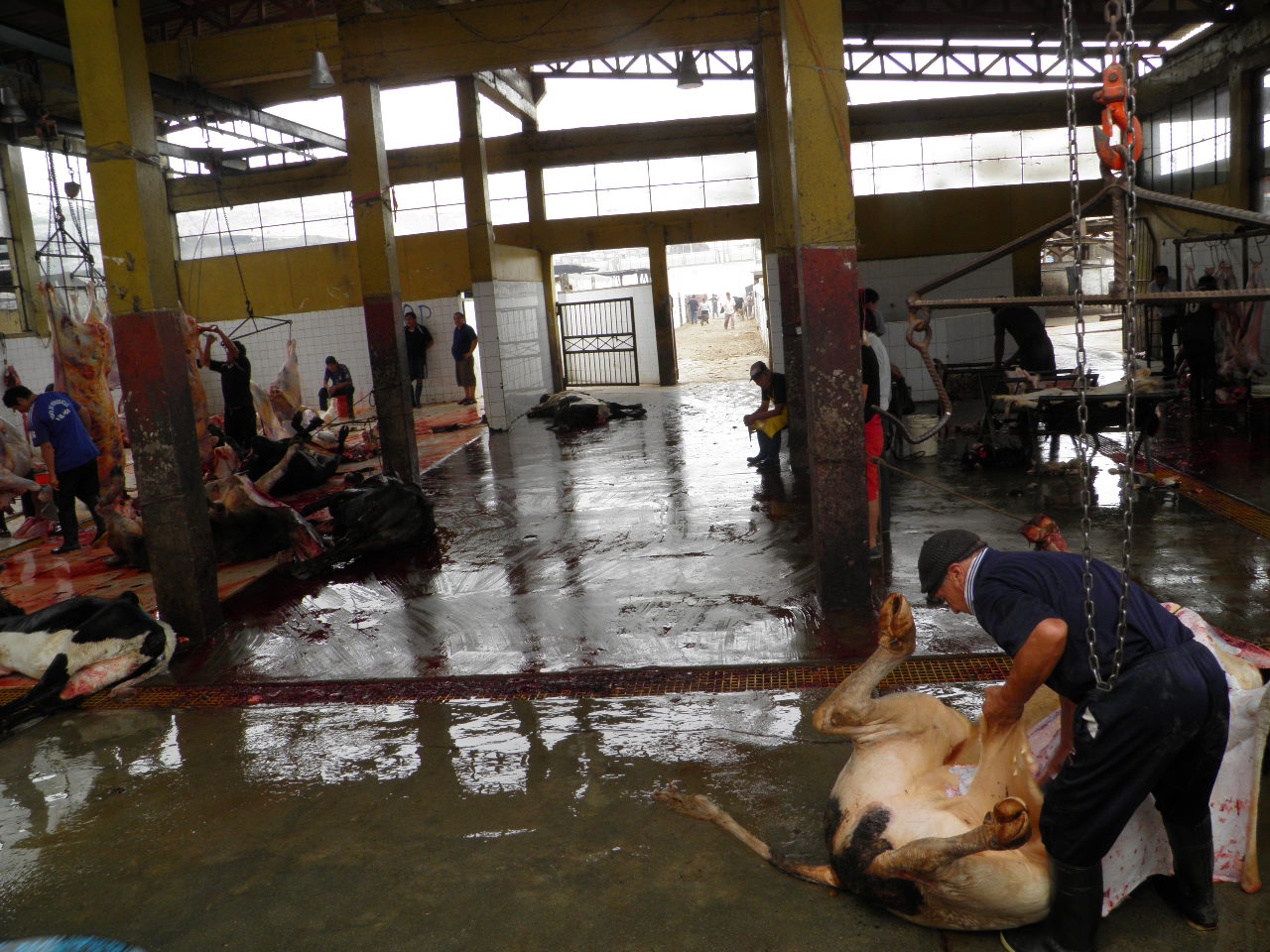 Chimbote: Solicitan ampliación de plazo para levantar observaciones en camal municipal