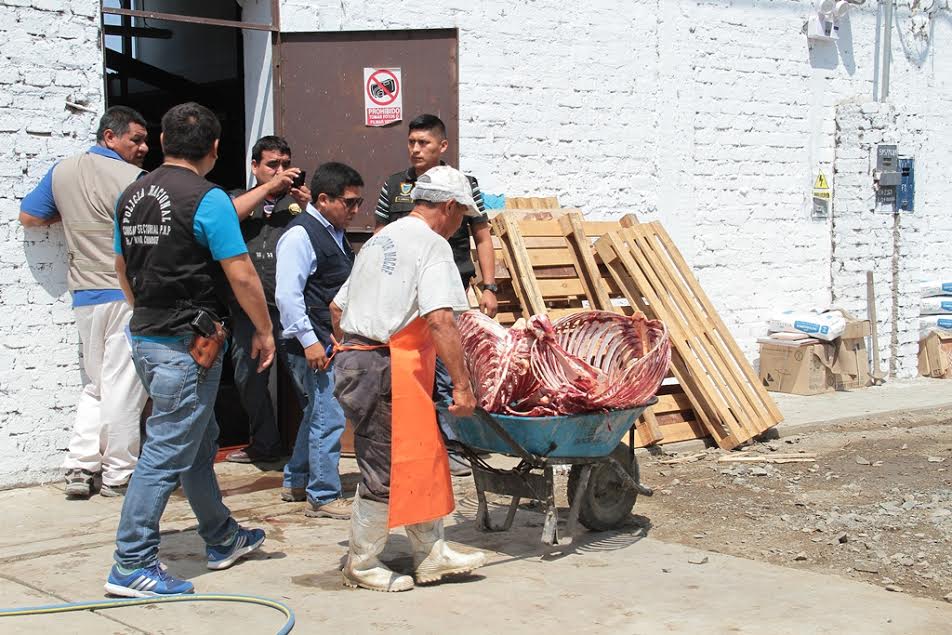 Nuevo Chimbote: intervienen camal clandestino de Tangay y detectan deficiencias sanitarias
