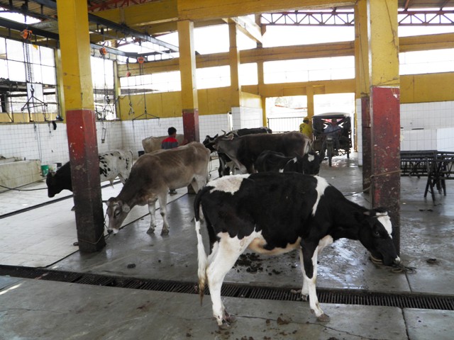 Chimbote: Evalúan terrenos a donde trasladar el camal municipal de “Pensacola”