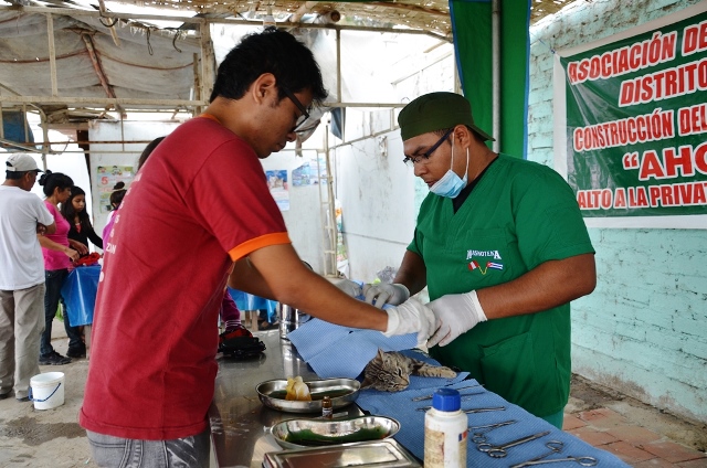 Municipio realizará jornadas de estirilización de perros y gatos en pueblos de Nuevo Chimbote