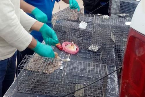 Huarmey: Minsa  realiza vigilancia para evitar brotes de leptospirosis en distrito de Culebras