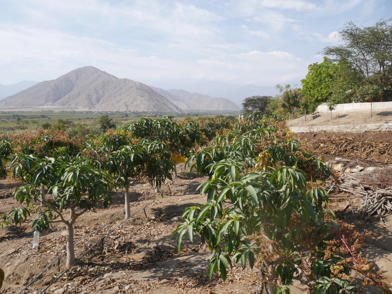 Poca agua pone en riesgo producción de palta y mango en Moro y valle de Nepeña
