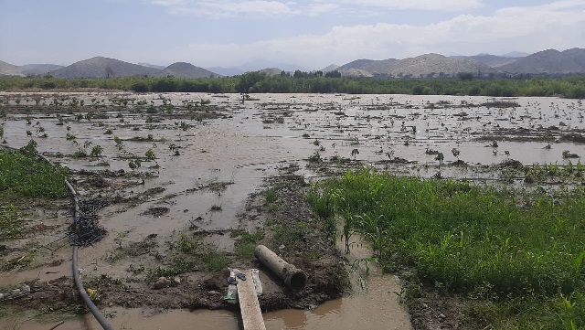Áncash: Río Casma se desborda e inunda campos de cultivo de palto y mango