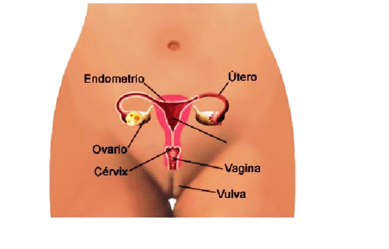  Extirpación del útero no garantiza que paciente no desarrolle cáncer pélvico
