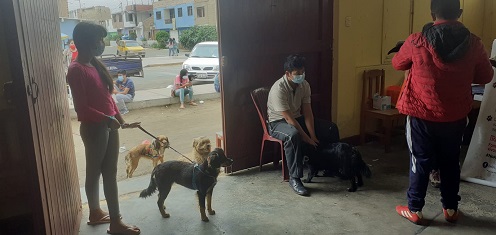 Chimbote: esterilizan a 72 mascotas en el pueblo joven La Victoria