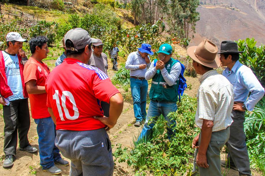 Áncash: Senasa capacita a pequeños productores de rocoto y palta