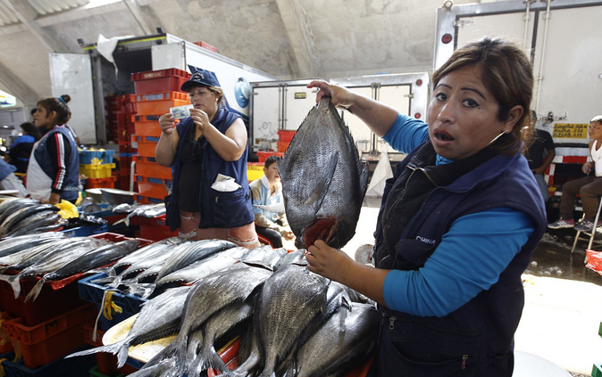 Calentamiento del mar produjo migración de nuevas especies en Áncash