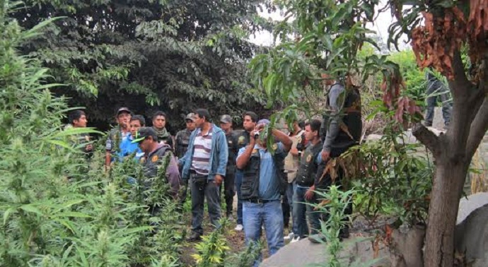 Cargamento de marihuana incautado en Casma iba a venderse en Chimbote   