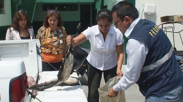 En operativo decomisan tortugas y guanayes en Desembarcadero Artesanal de Puerto Casma