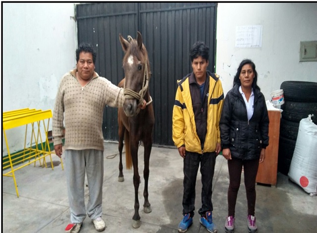 Detienen a tres sujetos por robarse una yegua en el sector La Campiña de Chimbote