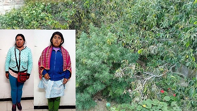 Áncash: Intervienen a dos mujeres por sembrar marihuana en su vivienda del distrito de Caraz