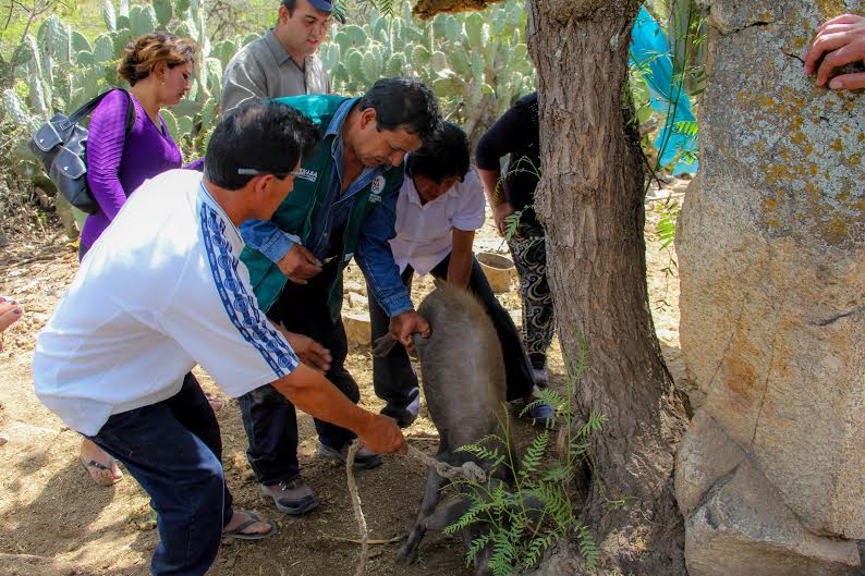 Áncash: Senasa dispone vacunar 80 mil cerdos para prevenir la peste porcina