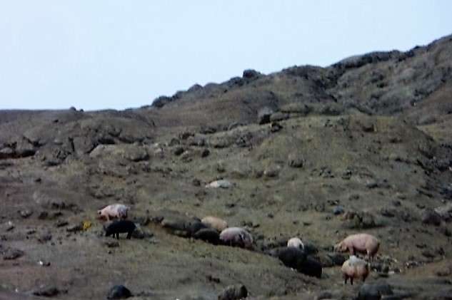 Descubren más de 300 cerdos comiendo basura en Pampa La Carbonera de Nuevo Chimbote