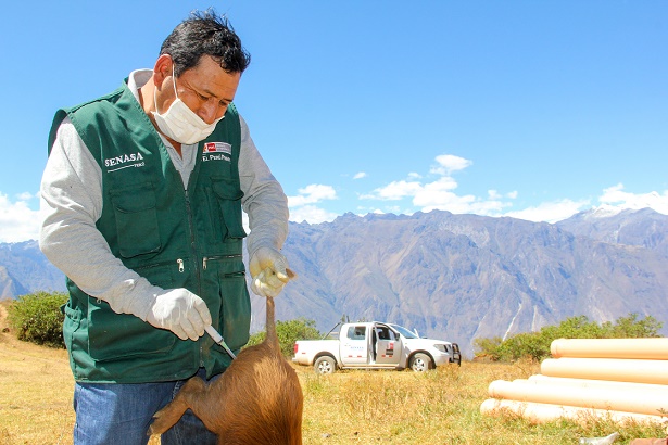 Ancash: más de 17 mil cerdos fueron vacunados contra la Peste Porcina
