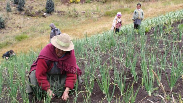 FAO: Naciones andinas apuestan por la agricultura familiar 