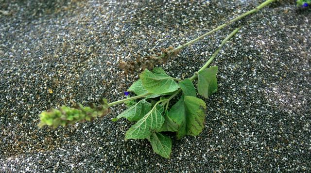 La Chia, grano milenario que previene males cardiovasculares