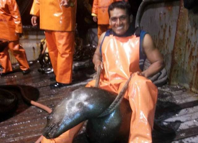 Chimbote: Pesquera Diamante rechaza actitud de trabajador que maltrató a lobo marino 