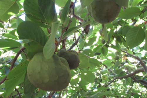 Súper fruta: conoce las bondades nutritivas y medicinales de la chirimoya