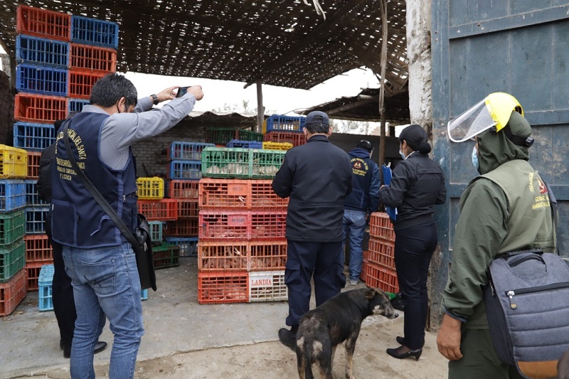 Chimbote: municipio multó y clausuró camal clandestino de pollos en Tres Estrellas