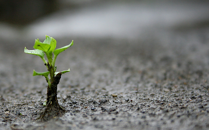 Como semilla pequeña