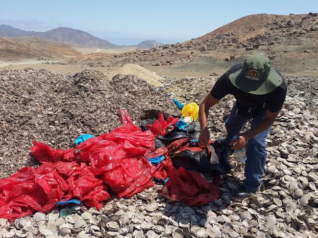 Nuevo Chimbote: Toneladas de residuos de conchas de abanico son arrojados en terrenos de pampa La Carbonera 