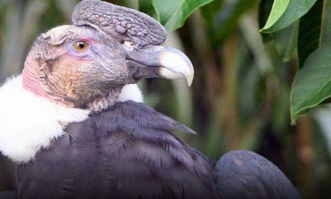 Promulgan ley que declara protección del cóndor andino de interés nacional