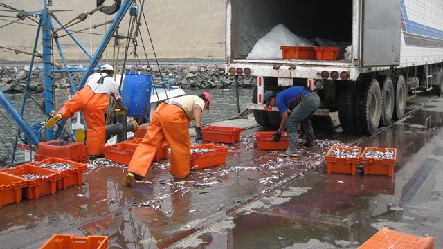 Puerto de Chimbote lidera desembarque de anchoveta, según el Imarpe