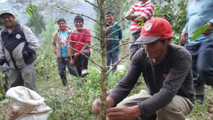 Midagri fortalece acciones de prevención y control de plagas en cultivos