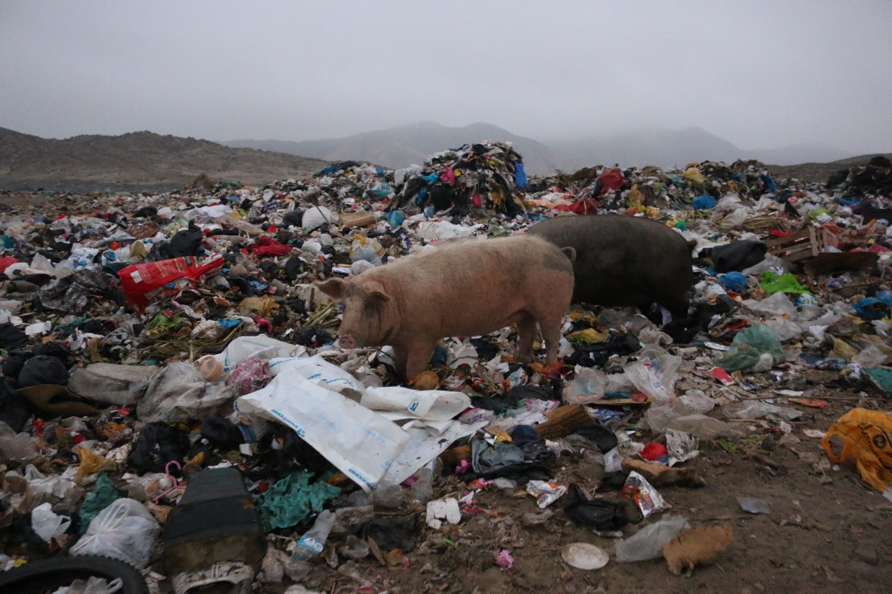 Nuevo Chimbote: intervienen criaderos ilegales de chanchos ubicados en el botadero de basura 