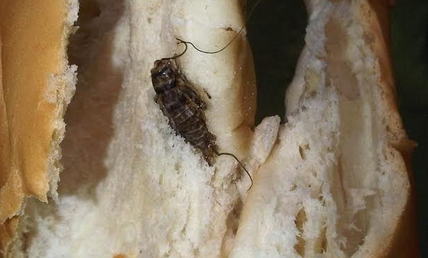 Niños encontraron una cucaracha dentro del pan repartido por “Qali Warma”