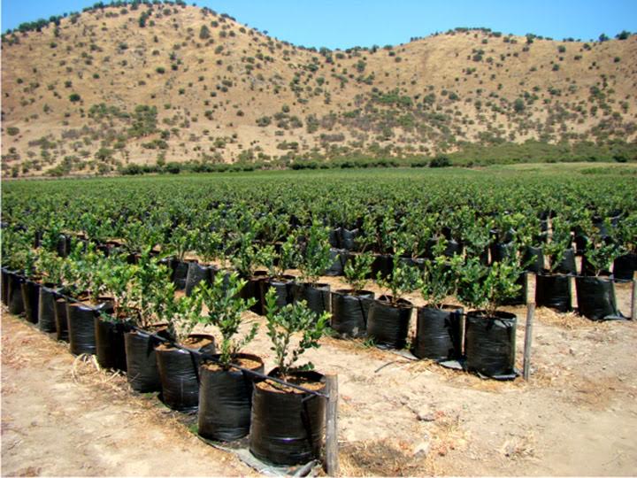 Impulsarán cultivos de agro exportación en el valle de Huarmey  