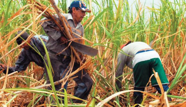  Mil hectáreas de caña de azúcar se podrían perder por falta de cosecha