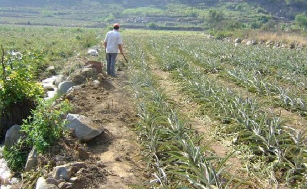    Cultivos del valle de Santa y Lacramarca se perderían por restricción de agua