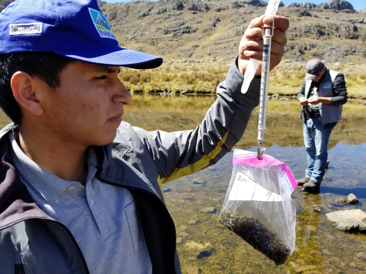 Investigaciones del Cushuro permitirá mejorar la alimentación de la población