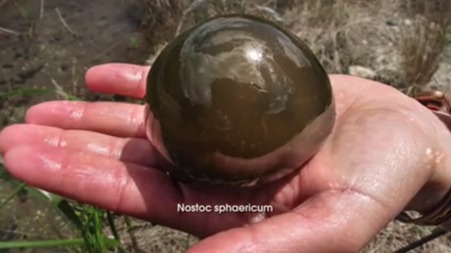 Conoce el “Cushuro”, el alimento más nutritivo del mundo y está en Áncash