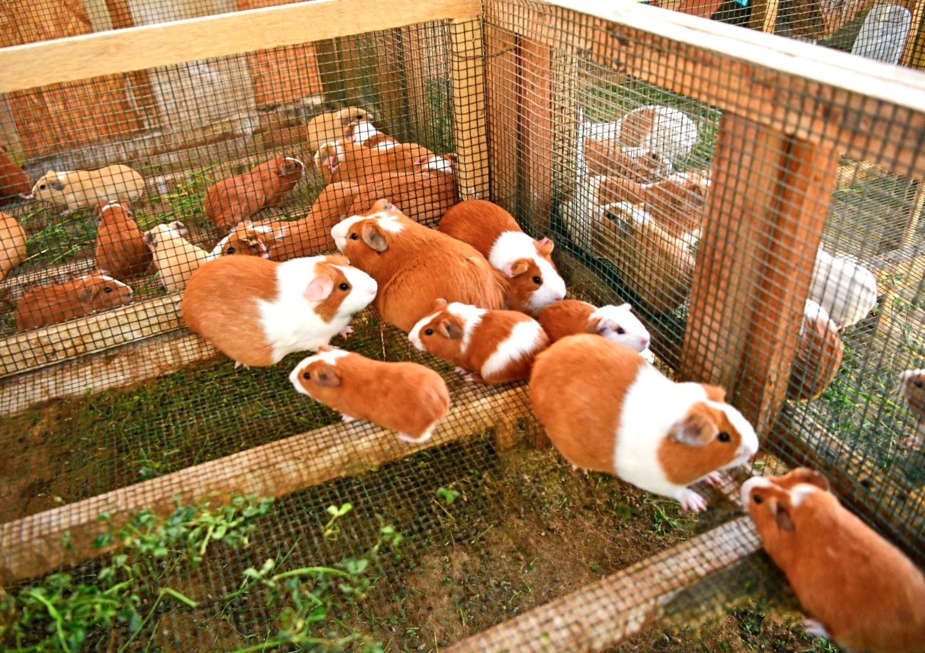 Impulsan la competitividad de los productores de cuyes de ocho regiones