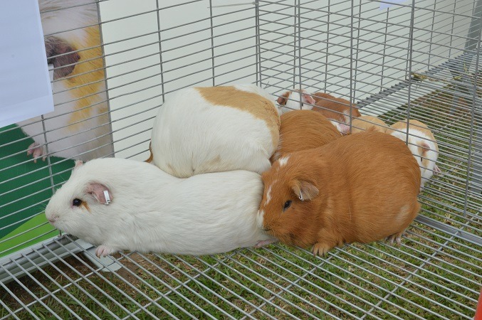 Presentan nueva raza compuesta de cuy con alta calidad genética 