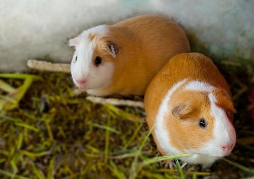 Conoce el potencial del mercado mundial para la carne de cuy peruano