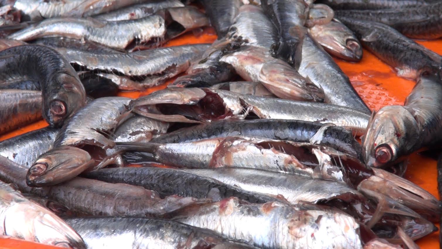 Decomisan pescado en descomposición en Mercado de Buenos Aires