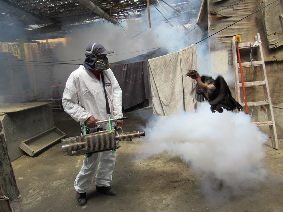 Unas 4 mil 200 viviendas serán  fumigadas contra el dengue en el distrito de Coishco