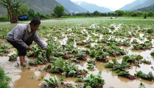  Agricultores temen que sus cultivos sean arrasados por el río Santa