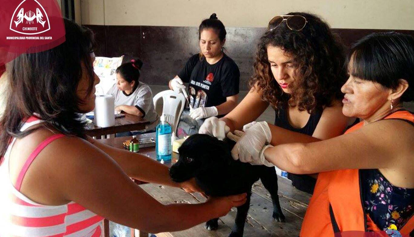 Chimbote: desparasitación de canes se realizó en La Esperanza