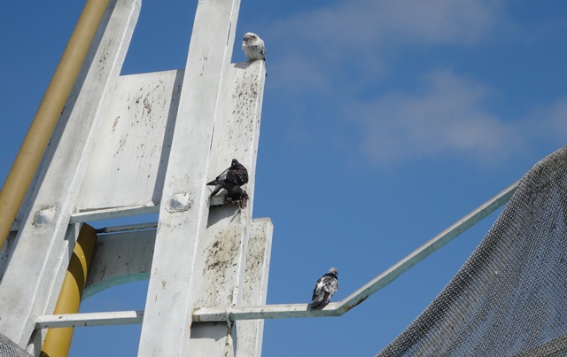 Evidencian deterioro en estructuras de la Plaza Mayor más grande del Perú