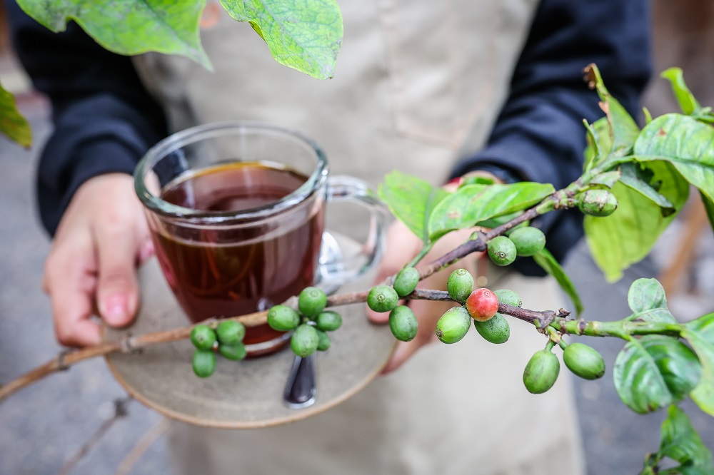 Día del Café Peruano: pequeños productores conquistan más de 50 mercados del mundo
