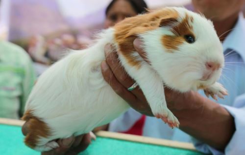 Día nacional del cuy: cuatro son las razas que existen en el Perú