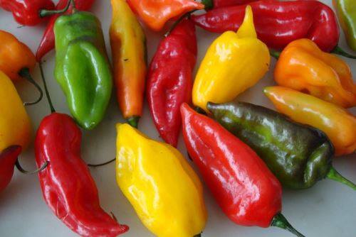 Día de los Ajíes Peruanos: los embajadores de las cocinas regionales