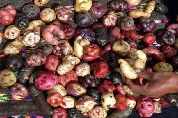 Día Nacional de la Papa: ¿Cuántas variedades existen en el Perú?